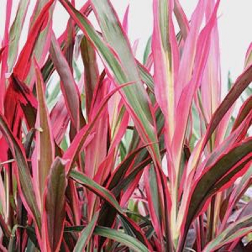 Cordyline red edge in pot - Achtergrond - Jarathana
